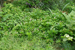 Talinum portulacifolium